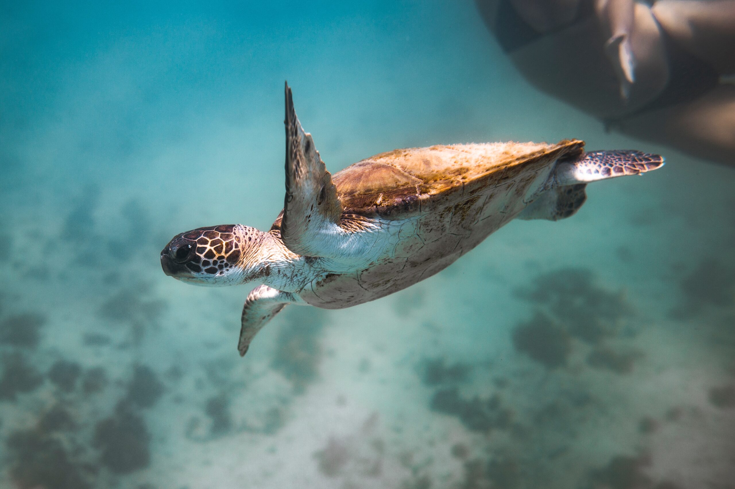 Come sarà l'Italia nel 2050: allarme per animali e piante